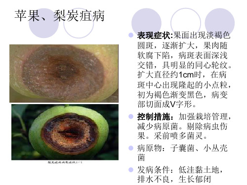 水果常见病害