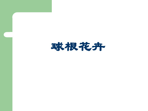 球根花卉及百合科