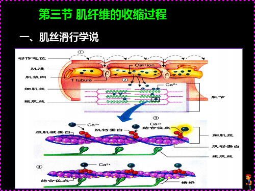 第三节 肌纤维的收缩过程 