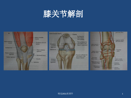 膝关节解剖详细图解