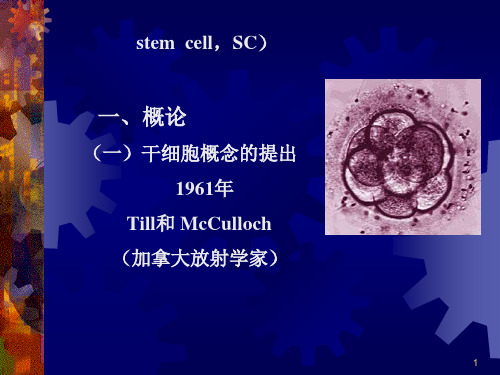 干细胞精品PPT课件