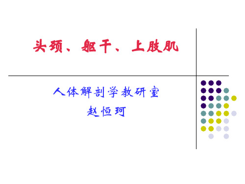 人体解剖学课件-上肢肌课件