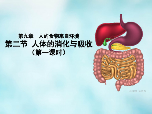 人体的消化与吸收(第一课时)课件2022-2023学年苏教版生物七年级下册