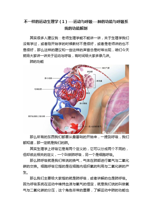 不一样的运动生理学（1）---运动与呼吸---肺的功能与呼吸系统的功能解剖