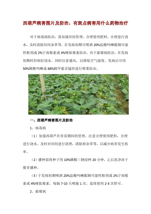 西葫芦病害图片及防治,有斑点病害用什么药物治疗