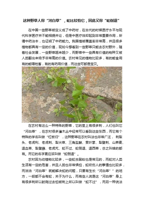 这种野草人称“河白草”，蛇比较怕它，因此又称“蛇倒退”