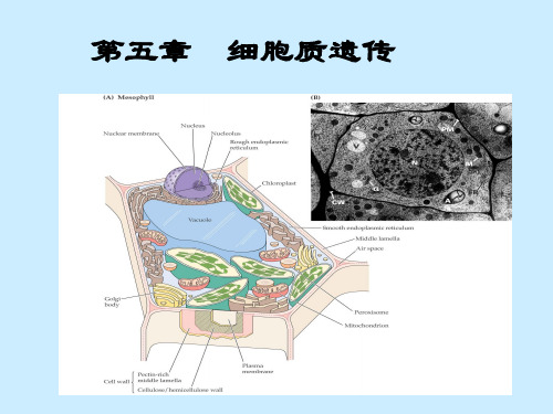 05第五章 细胞质遗传