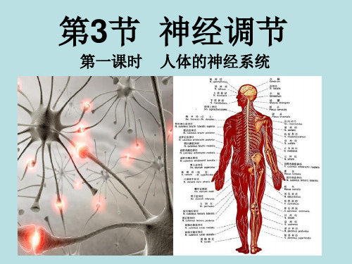 3.3.1神经调节浙教版八年级科学上册课件