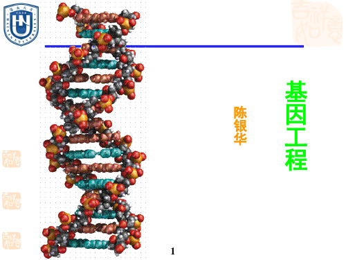 第3章 分子克隆载体3