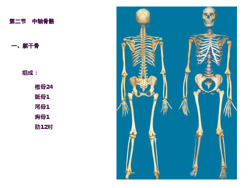 中轴骨、颅骨及连接ppt课件