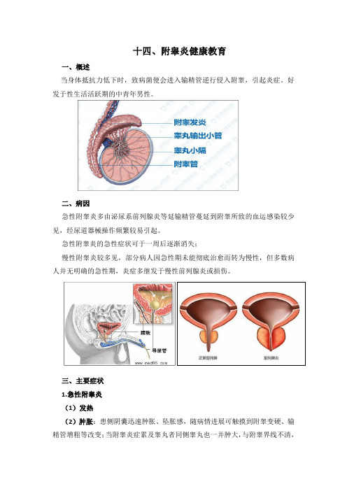 附睾炎健康教育