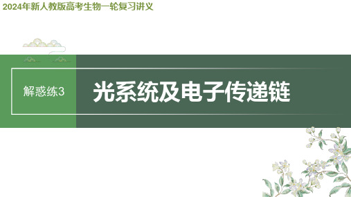 2024年新人教版高考生物一轮复习讲义  第3单元 解惑练3 光系统及电子传递链