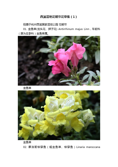 西溪湿地花朝节花草集（1）