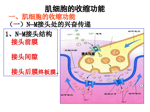 肌细胞的收缩功能概述