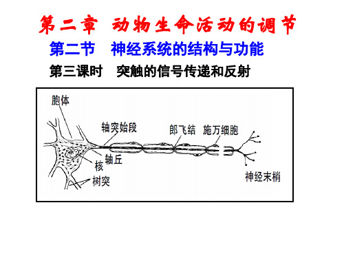 22神经系统的结构与功能第三课时PPT课件