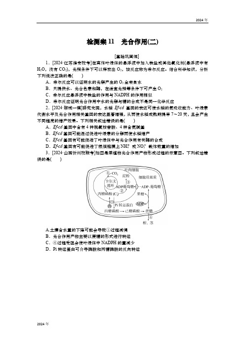 2025届高中生物学一轮复习检测案11 光合作用(二)(含解析)