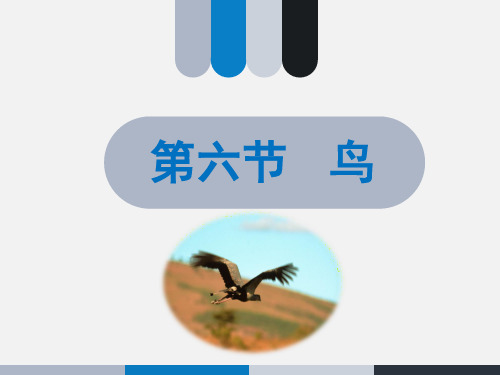 《鸟》名师课件