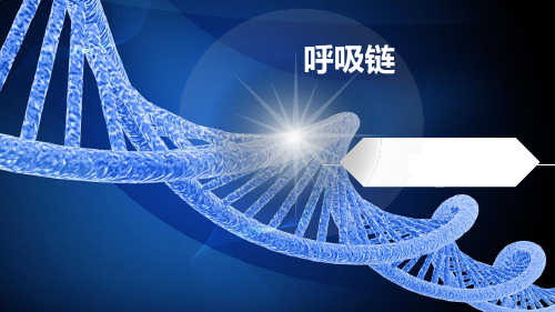 02-呼吸链