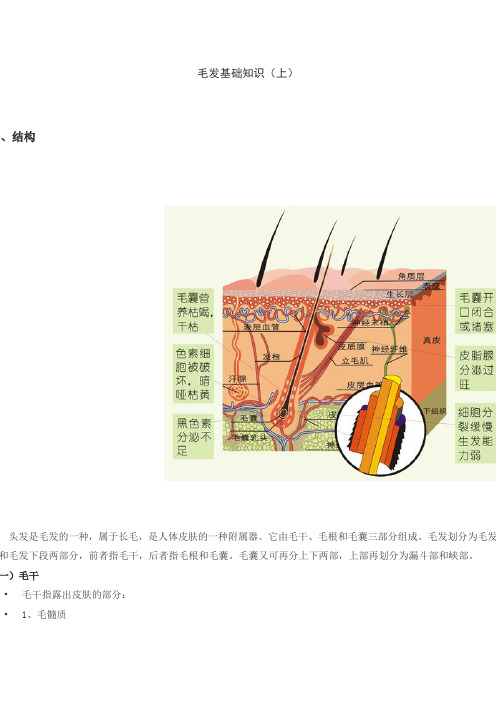 毛发基础知识