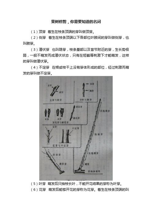 果树修剪，你需要知道的名词