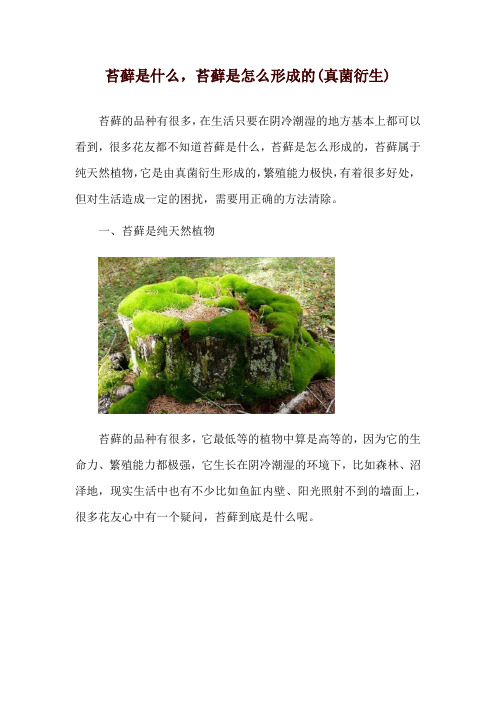 苔藓是什么,苔藓是怎么形成的(真菌衍生)