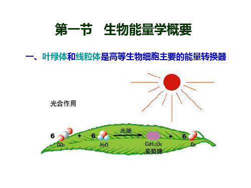 第一章-运动的能量代谢