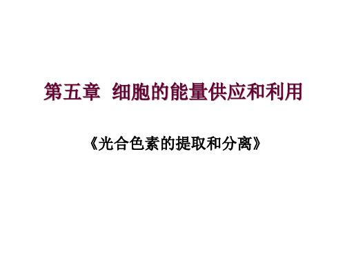 5.4.1色素的提取和分离说课稿课件-高中生物必修一