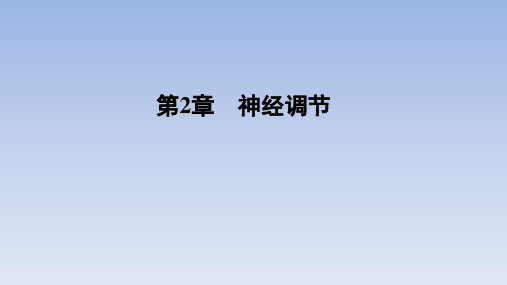 【课件】神经冲动的产生和传导课件高二上学期生物人教版选择性必修1