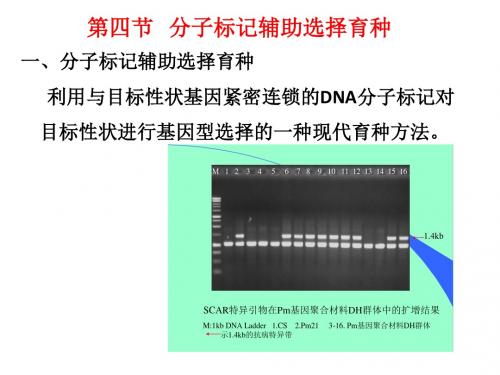 第四节分子标记辅助选择育种