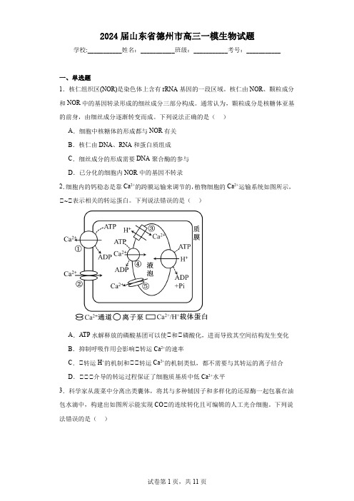 2024届山东省德州市高三一模生物试题