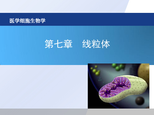 医学细胞生物学-07章 线粒体