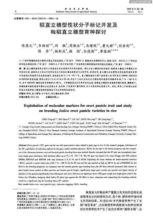 稻直立穗型性状分子标记开发及籼稻直立穗型育种探讨