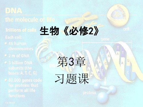 高一生物基因的本质-P