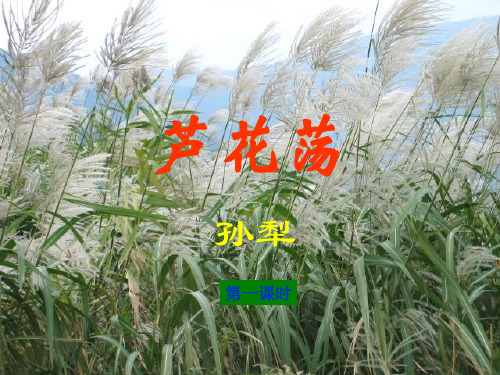 2021年鲁教版七年级下(五四制)《芦花荡》教学课件(42张)