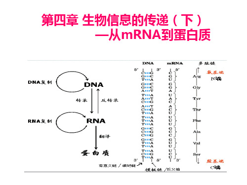 第四章 生物信息的传递(下)从RNA到蛋白质