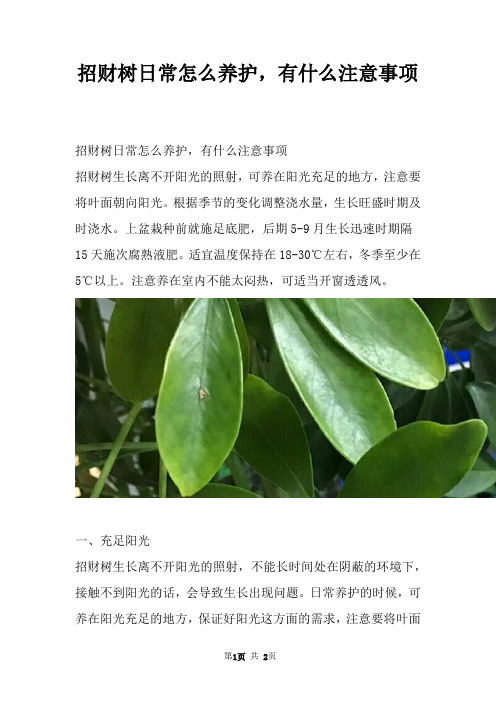 招财树日常怎么养护，有什么注意事项