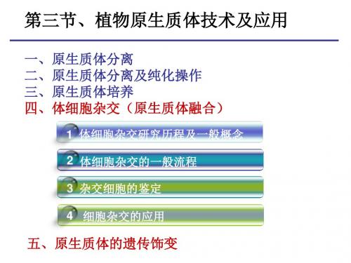 原生质体融合