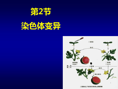 染色体变异(正式版)PPT课件