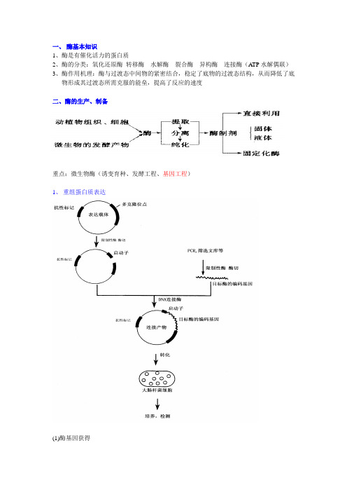 !!酶工程总结