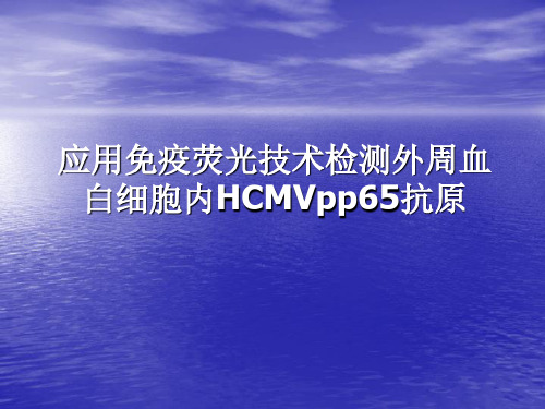 HCMV-pp65