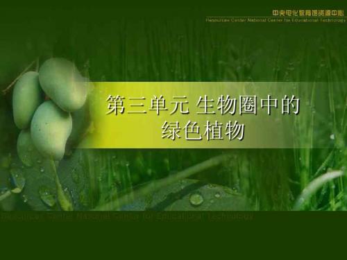 被子植物的一生复习课