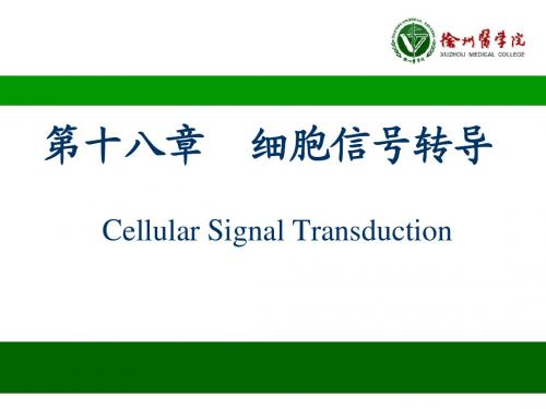 细胞信号转导