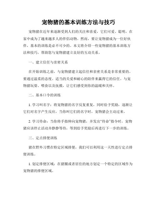宠物猪的基本训练方法与技巧