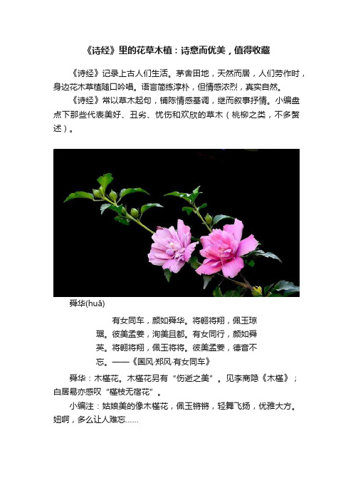 《诗经》里的花草木植：诗意而优美，值得收藏