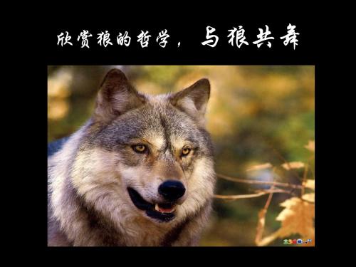 狼的哲学PPT