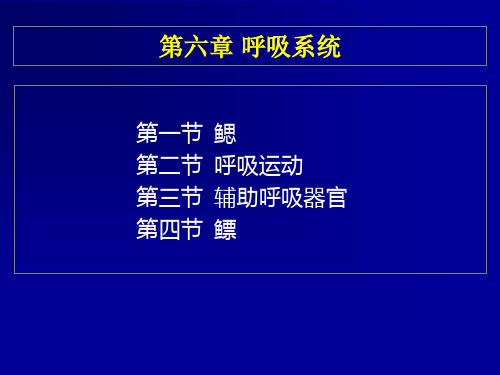 鱼类学06呼吸系统