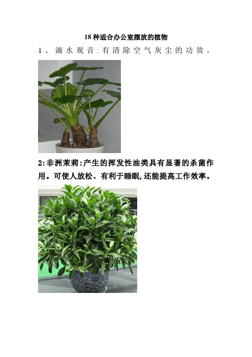 18种适合办公室摆放的植物