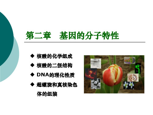 分子生物学DNA复制