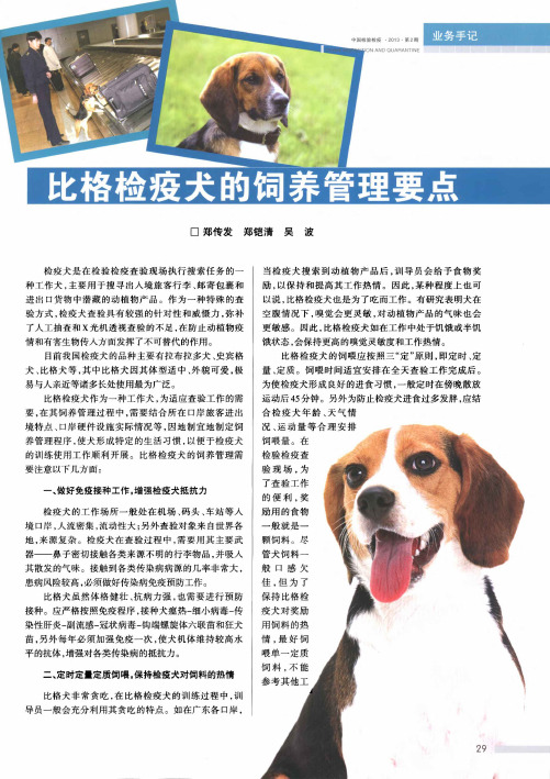 比格检疫犬的饲养管理要点