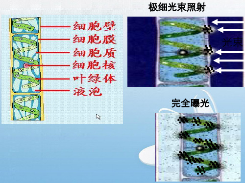 光合作用原理和应用